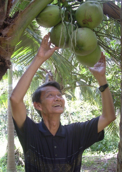 Thực[-]hư[-]dừa[-]Bến[-]Tre[-]bị[-]bơm[-]hương[-]liệu,[-]đường[-]hóa[-]học